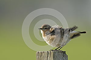 Northern wheatear, oenanthe oenanthe