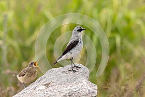 Northern Wheatear- Oenanthe oenanthe - Male bird looking away from his hungry offspring