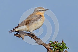 Northern Wheatear - Oenanthe oenanthe