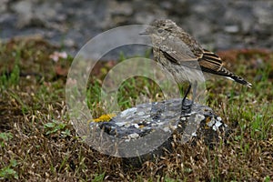 Northern Wheatear on a rock