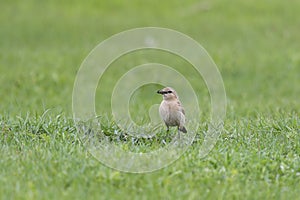 Northern wheatear sits on a grass. Close up