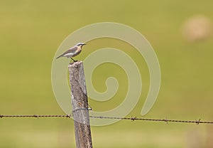 A Northern Wheatear sitting on a post