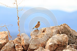 Northern wheatear upon rocks in Spain