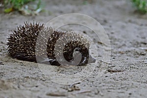 Northern white-breasted hedgehog - Erinaceus roumanicus baby