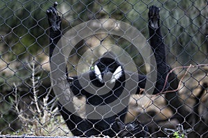 Northern white-cheeked gibbon