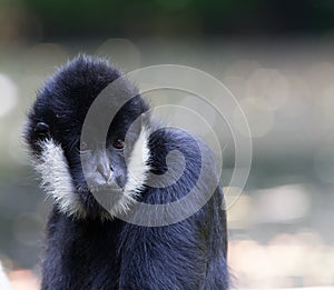 Northern white-cheeked gibbon portrait