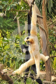 Northern white-cheeked gibbons