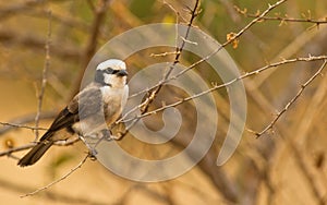 The Northern White-crowned Shrike