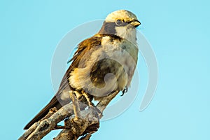 Northern White Crowned Shrike