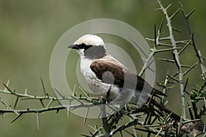 Northern White-crowned Shrike, Africa