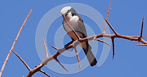 Northern white-crowned shrike, eurocephalus rueppelli, adult with insect in its beak, Tsavo Park in Kenya, Real Time