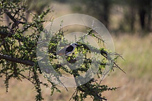 A northern white crowned shrike sitting on a tree branch