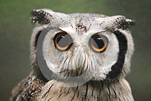 Northern white-faced owl photo