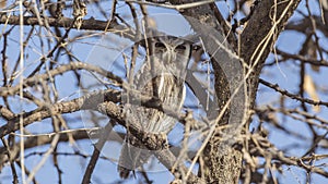 Northern White-faced Owl Looking Forward