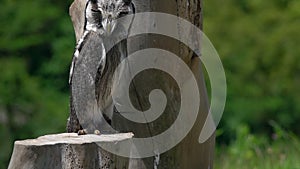 Northern White-Faced Owl Ptilopsis leucotis Chained to Perch in Zoo. Animal Violence Concept