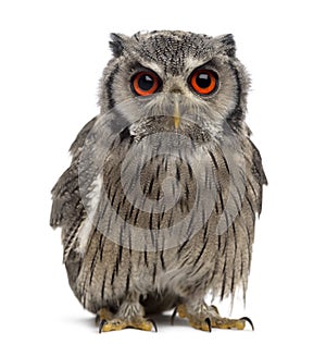Northern white-faced owl - Ptilopsis leucotis