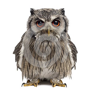 Northern white-faced owl - Ptilopsis leucotis