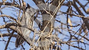 Northern White-faced Owl on Tree Branch
