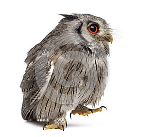 Northern white-faced owl walking - Ptilopsis leucotis
