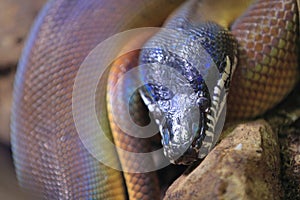 Northern white-lipped python