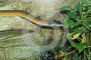 Northern white lipped python