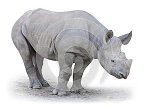 The Northern White Rhinoceros (Ceratotherium simum cottoni).