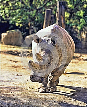 Northern White rhinoceros, Ceratotherium simum cottoni, today only the last two rhinos