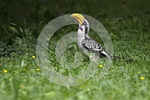 Northern yellow-billed hornbill