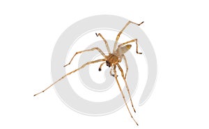 Northern yellow sac spider isolated on white background, Cheiracanthium mildei male