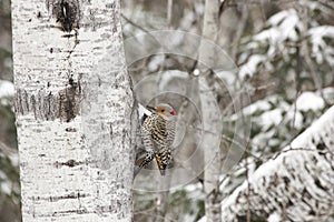 Northern yellow-shafted flicker