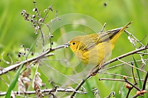 Northern Yellow Warbler Migrates