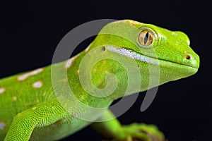 Northland green gecko Naultinus grayii photo
