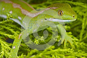 Northland green gecko / Naultinus grayii photo