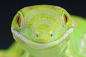 Northland green gecko / Naultinus grayii photo
