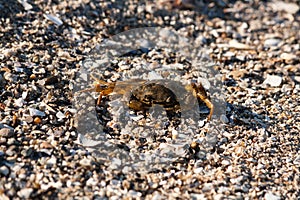 northsea crab walking on land