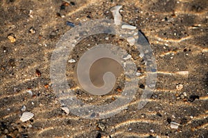 northsea jellyfish swimming