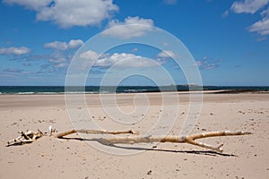 Northumberland beach and coast at Bamburgh north east England UK with view to the Farne islands and driftwood