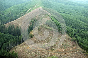 Northwest Clearcut