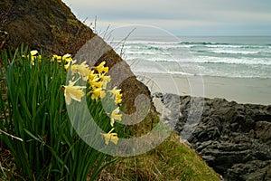 Northwest Coast Daffodils