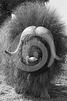 Northwest Territories entry: The Muskoxen