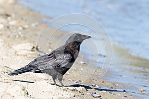 Northwestern crow