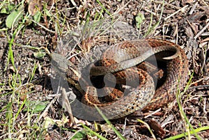 Northwestern Garter Snake Coiled