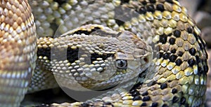 Northwestern neotropical rattlesnake 1