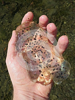 Northwestern Salamander Eggs