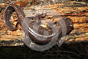 Northwestern Salamander at Night