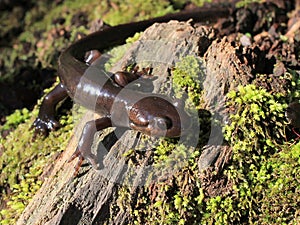 Northwestern Salamander on a Stump