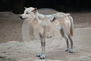 Northwestern wolf Canis lupus occidentalis