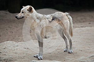 Northwestern wolf Canis lupus occidentalis