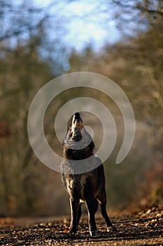 The northwestern wolf ,Canis lupus occidentalis, standing on the road. The wolf Canis lupus, also known as the grey/gray or