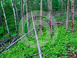 Northwoods Michigan Forest Landscape